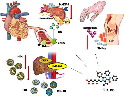 The Role of Statins in Disease Modification and Cardiovascular Risk in Rheumatoid Arthritis